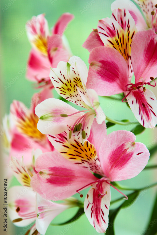 Obraz premium Pink flowers over green background