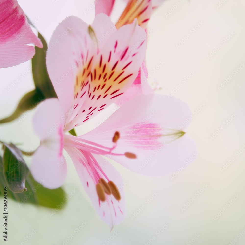 Pink floral background with copyspace