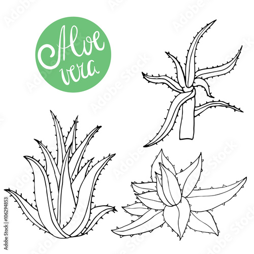 Collection of hand drawing aloe isolated on white