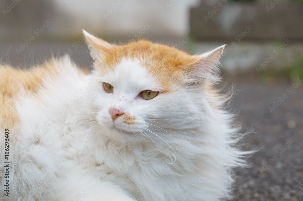猫 猫