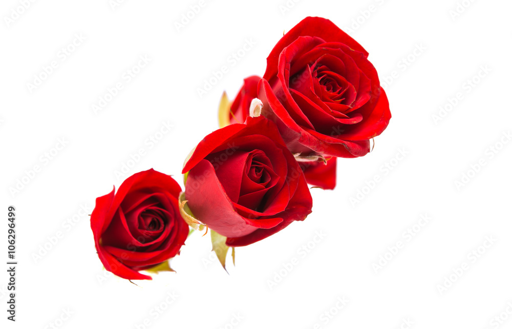 Naklejka premium red rose isolated