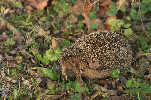 Detailed Picture of the European hedgehog in the wood.in the spring just after the winter sleep or hibernation. Close up picure of the animal with nose, eye and thorns. Picture taken in Czech Republic