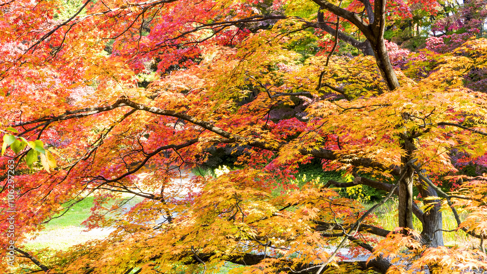 Beautiful season at the Hirosaki Castle Park in Hirosaki, Aomori Beautiful season at the Hirosaki Castle Park in Hirosaki, Aomori