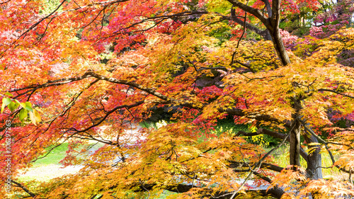 Beautiful season at the Hirosaki Castle Park in Hirosaki, Aomori