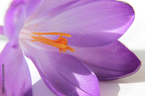 Fototapeta Naklejka Na Ścianę i Meble -  Krokus der erste Frühlingsbote