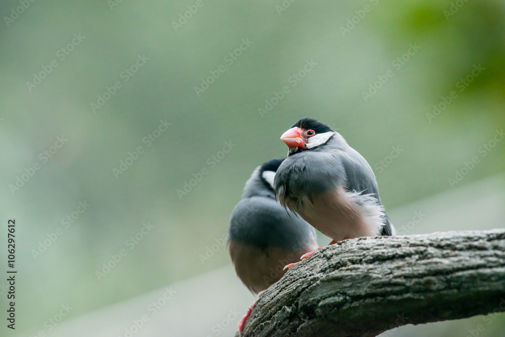 Fototapeta premium Java sparrow, Ricebird