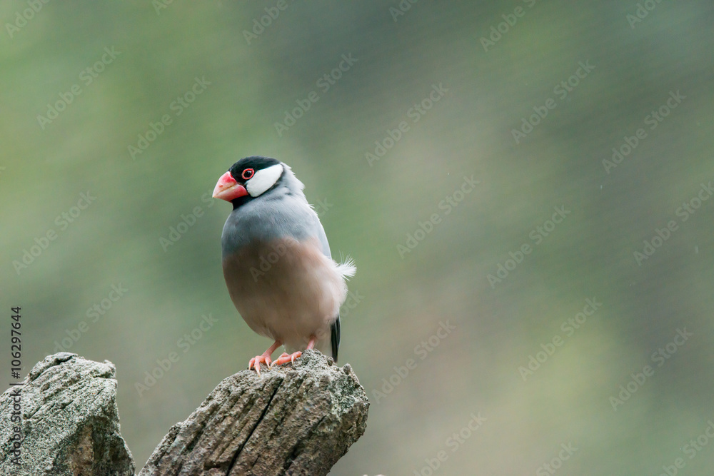 Java sparrow, Ricebird Stock Photo | Adobe Stock