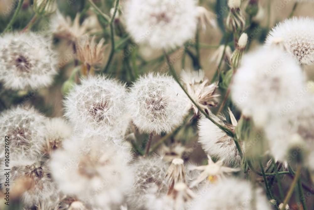 Dandelion flowers Dandelion flowers