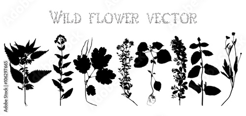 Set silhouettes of wild flowers vector