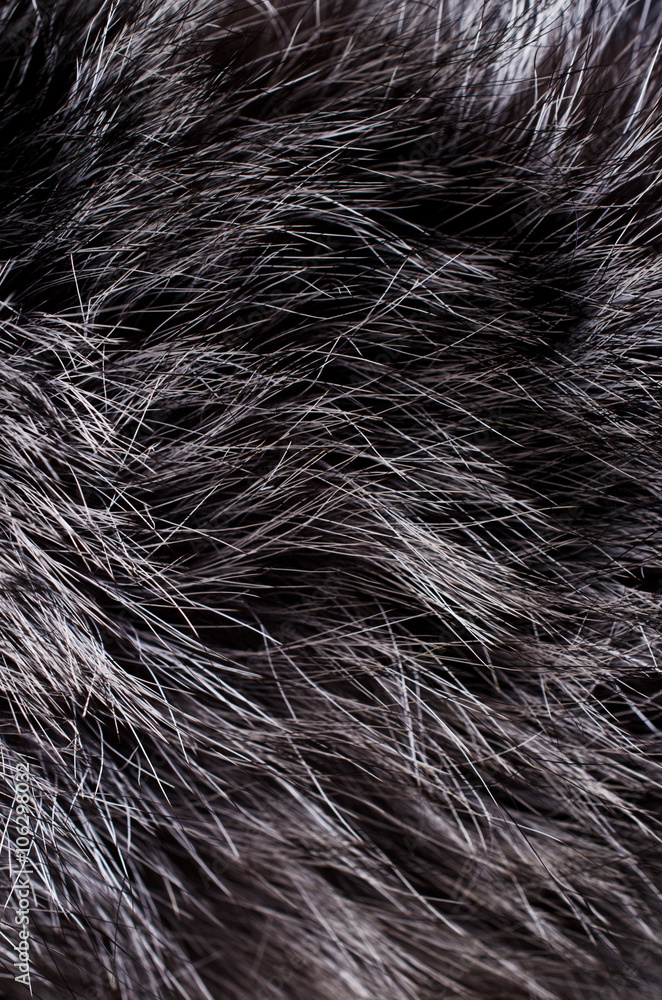 Fototapeta premium Background of dark fur