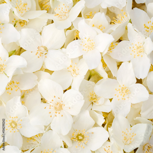 Bilde på lerret Jasmine flower