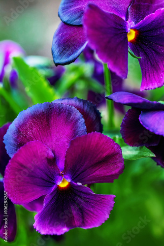 Close-up of beautiful violet purple pansy flowers 