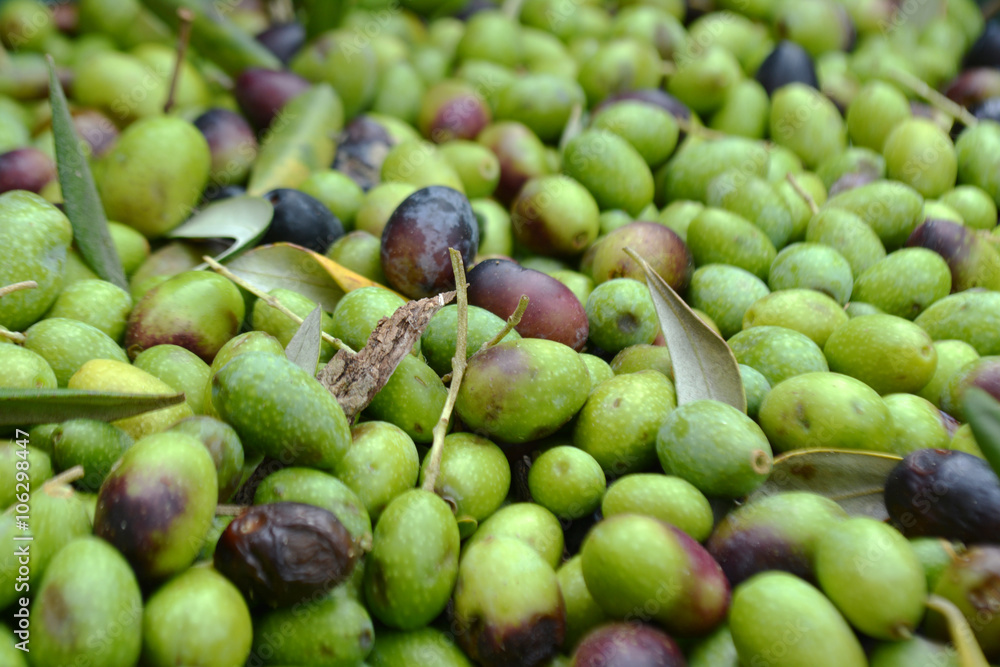olive harvest in Tuscany