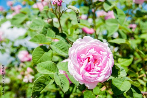 Blooming dog rose