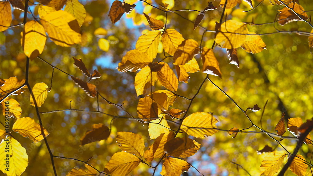 Beautiful Trees with Autumn Foliage on a Sunny Day - camera pan Beautiful Trees with Autumn Foliage on a Sunny Day - camera pan