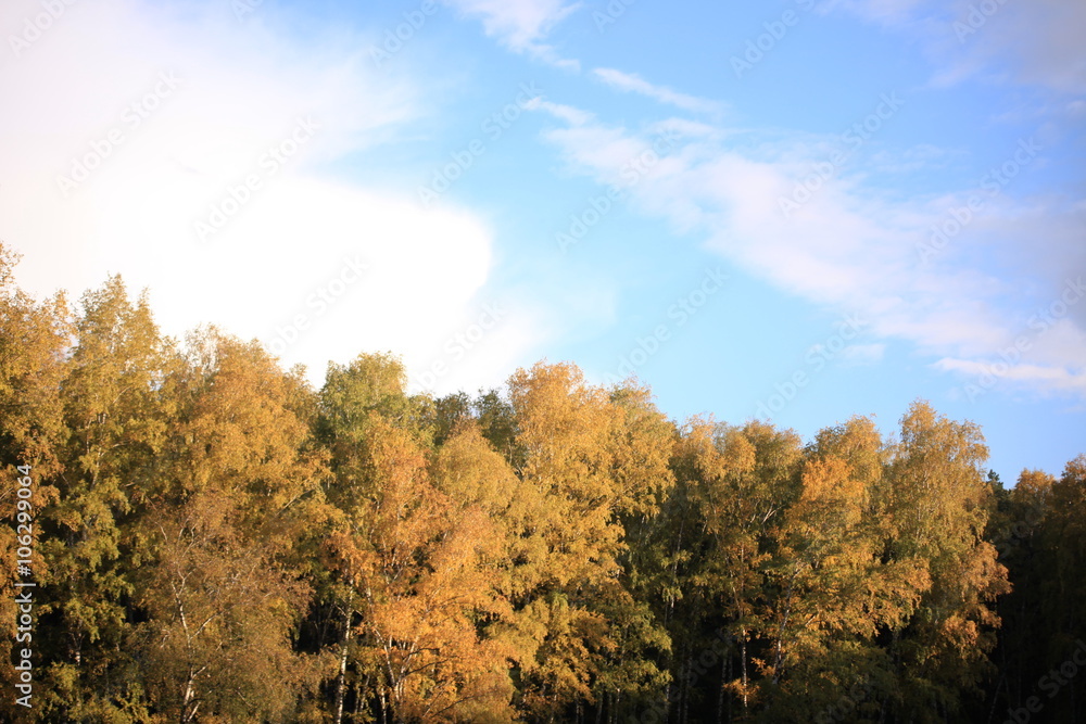 Autumnal landscape with a birch 
