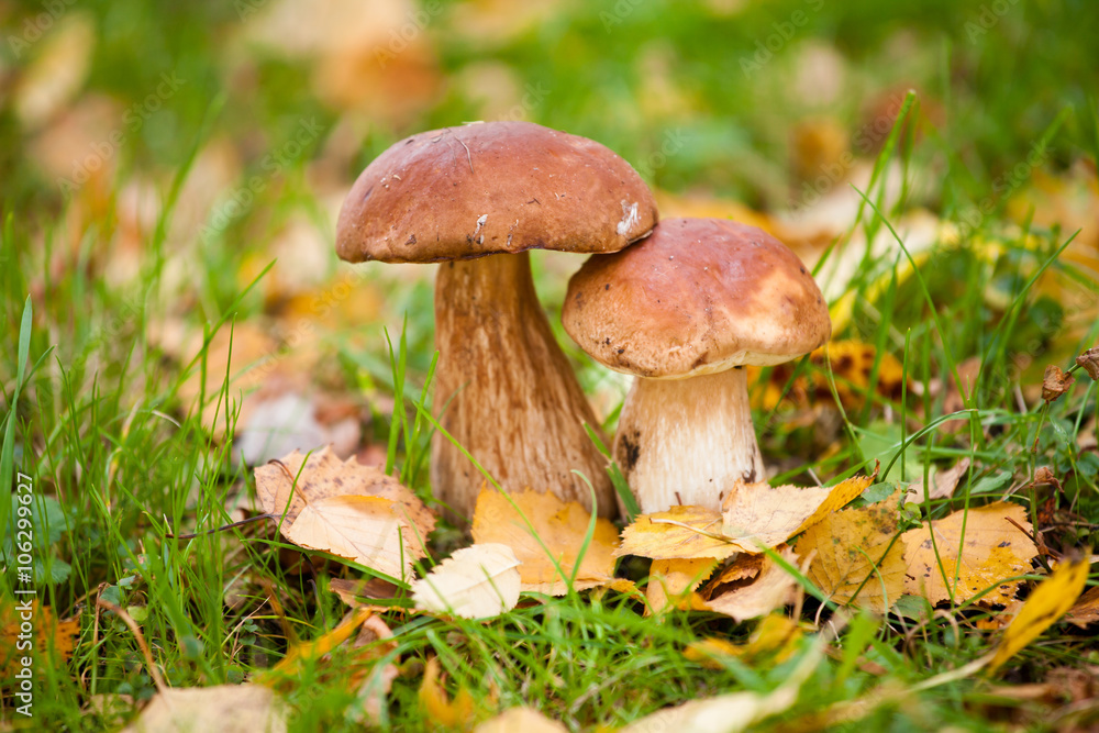 Cep mushroom in the forest Cep mushroom in the forest