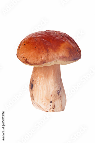 Cep isolated on white background