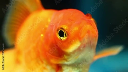 Stunning slow motion underwater footage of an adult goldfish breathing in a home aquarium,perfect for fish enthusiasts. photo