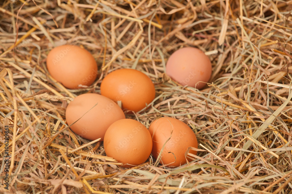 Fresh eggs from the farm in the hay Fresh eggs from the farm in the hay