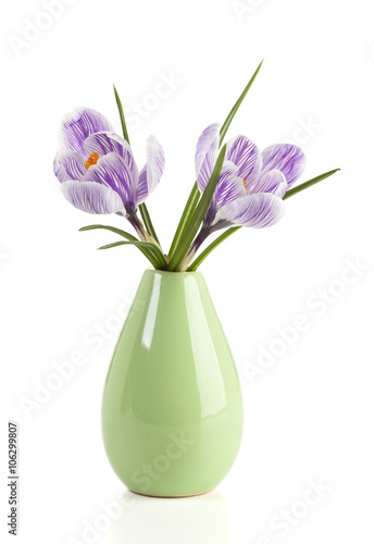 Crocus flowers in a vase isolated on white