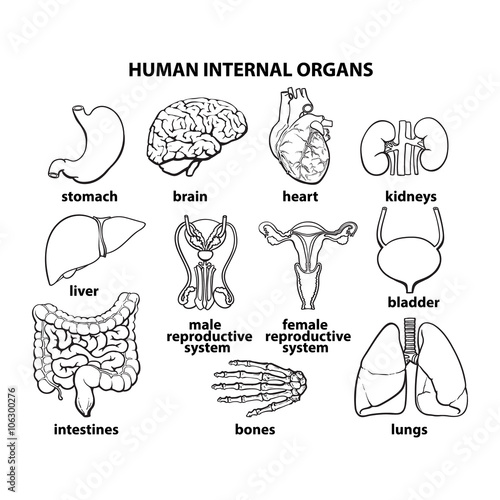 Human organs. Internal organs set. Human anatomy, internal parts of the body. Bodies zhiznideyatelnosti. Set of vector elements - bone, brain, heart, Lecco, kidneys, sex organs. Reproductive function
