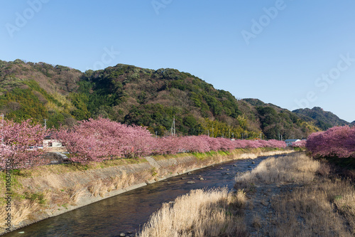 Sakura flower tree in kawazu