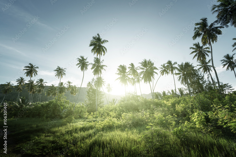 Obraz premium sunset in jungle, seychelles