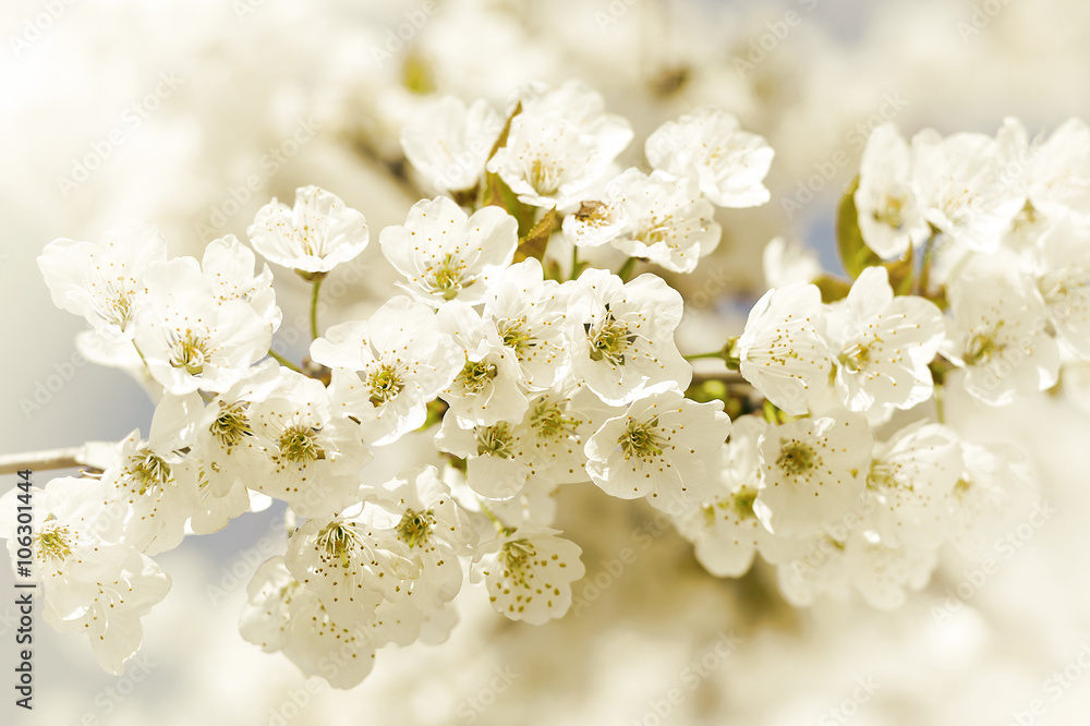 White cherry flowers.