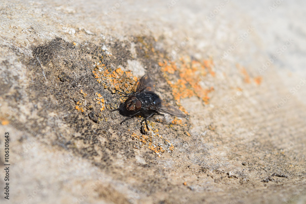 Big black fly Big black fly
