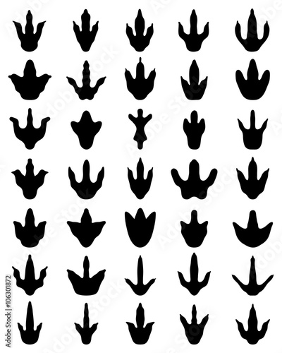 Black footprints of dinosaurs on a white background, vector