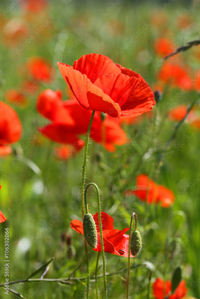 Naklejka premium poppy field.