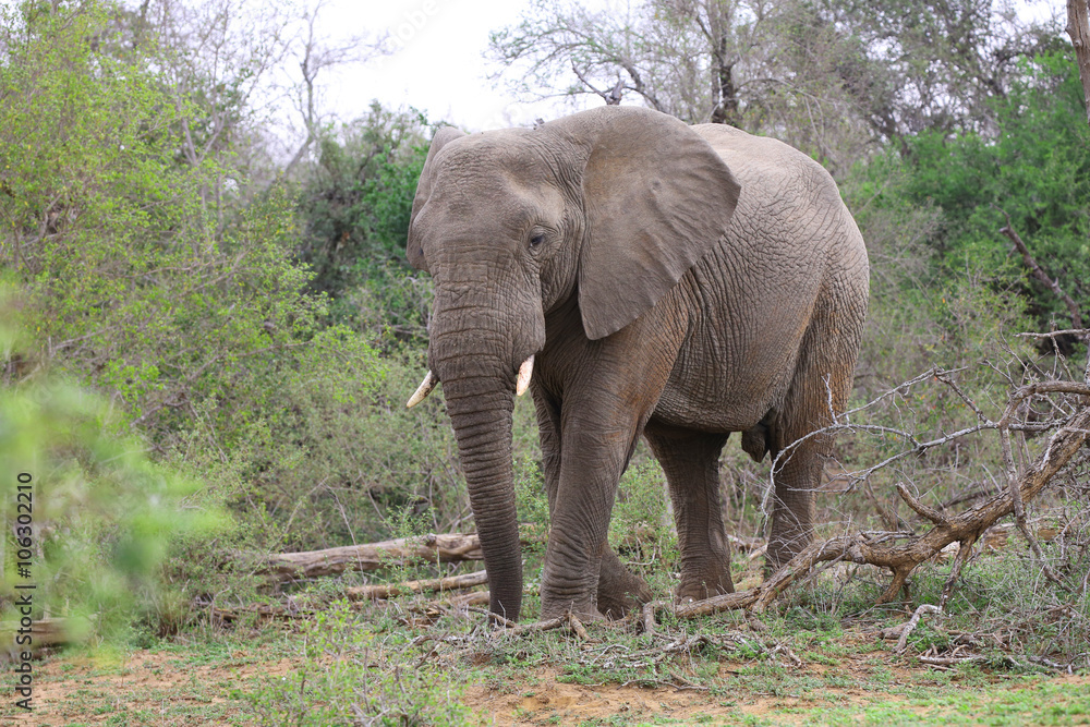 elephant at kruger national park.