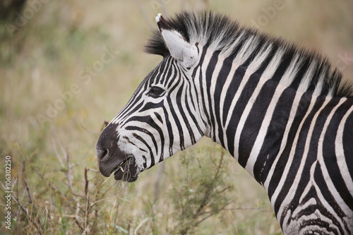 wild zebras in Kruger National Park  South Africa.