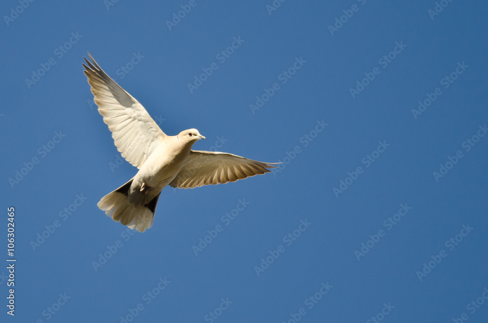 Eurasian Collared-Dove Flying in a Blue Sky Eurasian Collared-Dove Flying in a Blue Sky