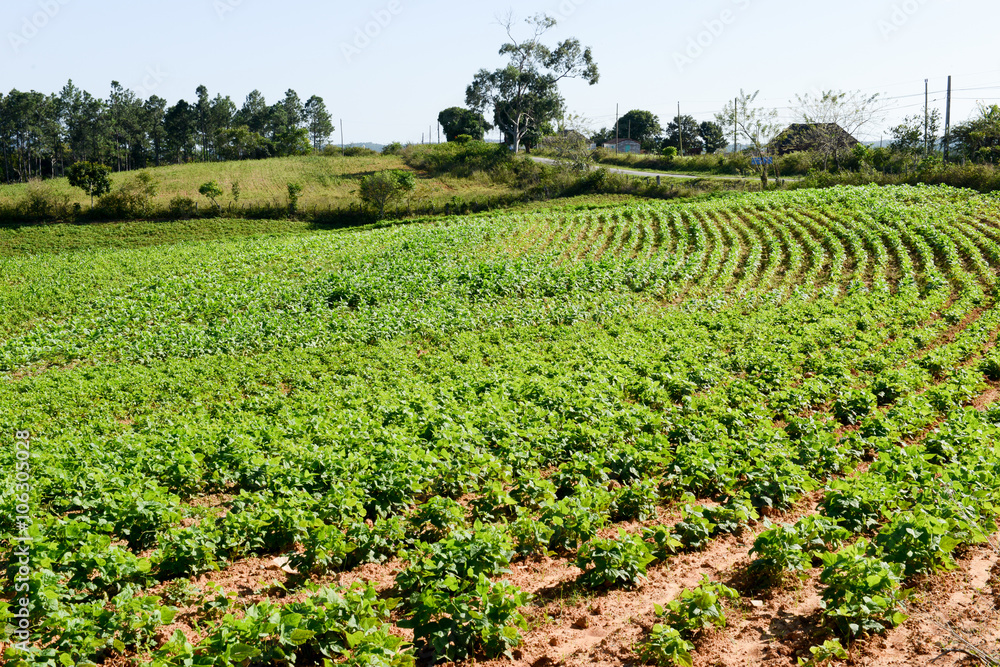 Tobacco plantation in the Vinales valley
