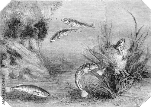 Obraz na plátne The stickleback and its nest, vintage engraving.