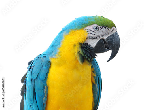 parrot, isolated on white background