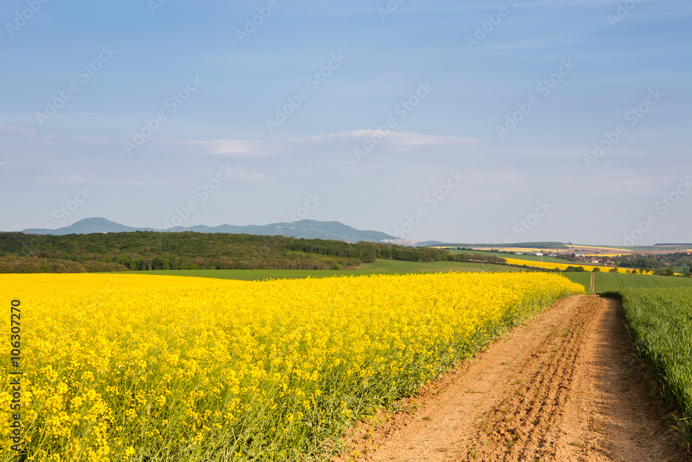 Dirt road passing through rapeseed field