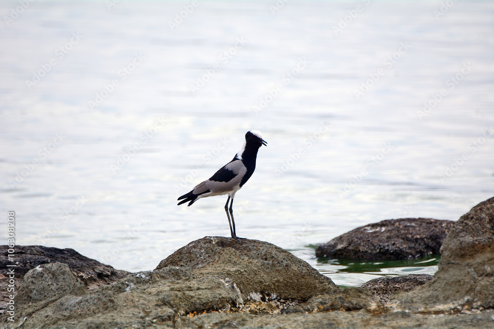 Blacksmith plover, Lake Elementeita, Kenya Blacksmith plover, Lake Elementeita, Kenya