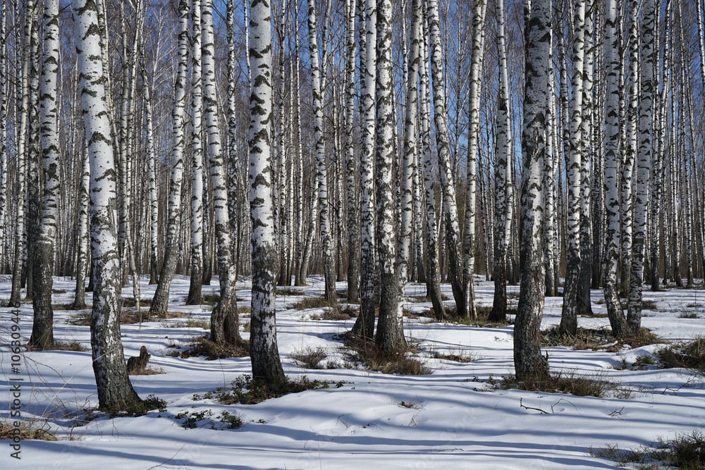 birch birch