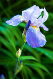 Blue Iris flower in the garden.