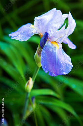 Fototapeta Naklejka Na Ścianę i Meble -  Blue Iris flower in the garden.