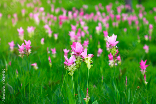 Siam tulips blooming in Chaiyaphum province, Thailand