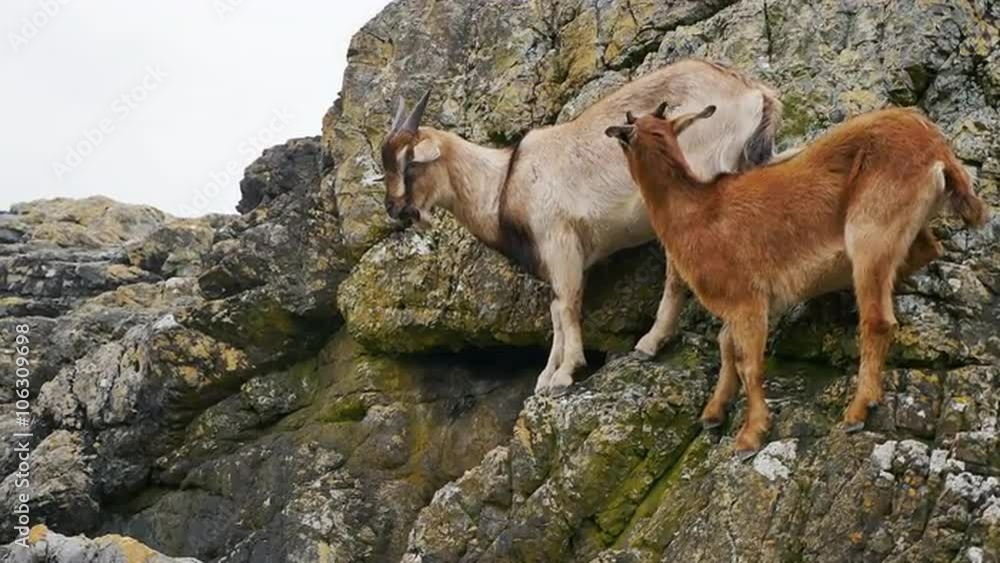 Wild goats standing on rocks on the shore Wild goats standing on rocks on the shore