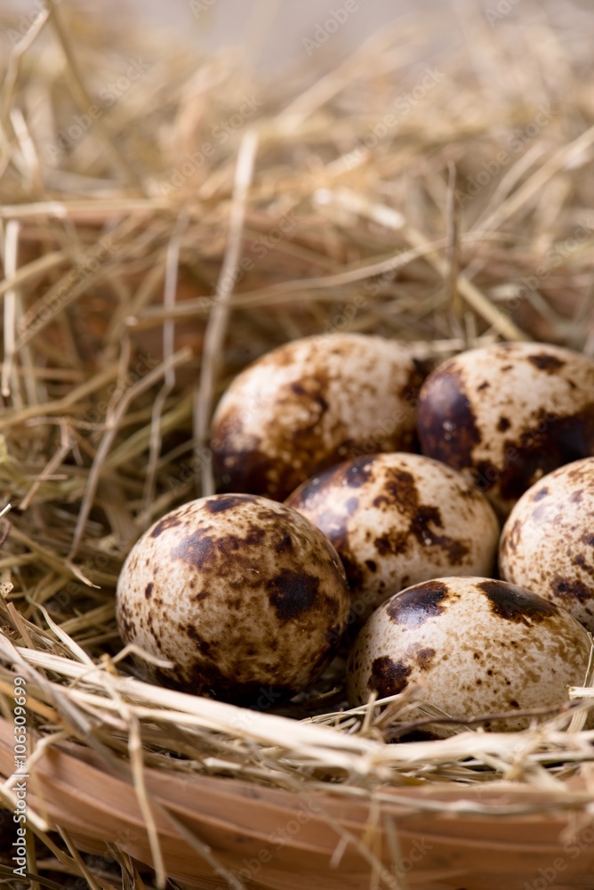 Few quail eggs in a nest from straw Few quail eggs in a nest from straw