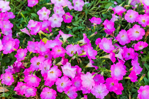 pink flowers bush.