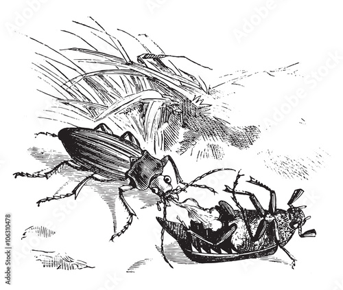 Beetle devouring a golden beetle, vintage engraving.