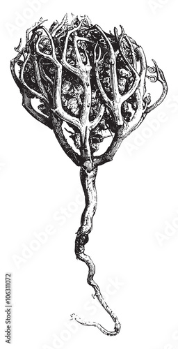 The Rose of Jericho described page, vintage engraving.