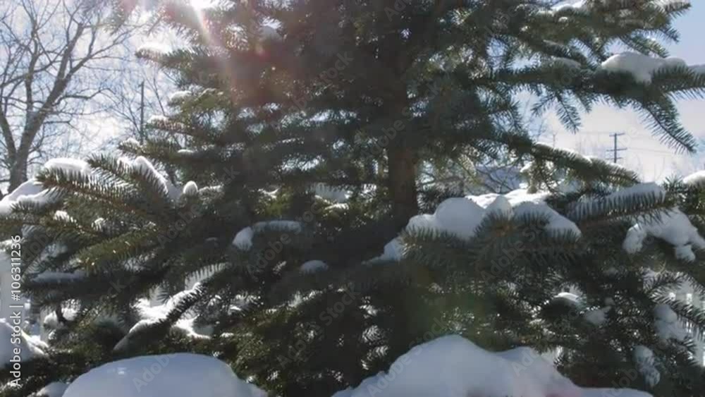 Slow jib move up a fir tree covered in snow on a sunny winter's day. Sun flares through the branches. Originally recorded in 4K, UHD. Slow jib move up a fir tree covered in snow on a sunny winter's day. Sun flares through the branches. Originally recorded in 4K, UHD.